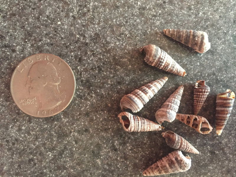 Tiny Rhinoclavis Shells for Crafts