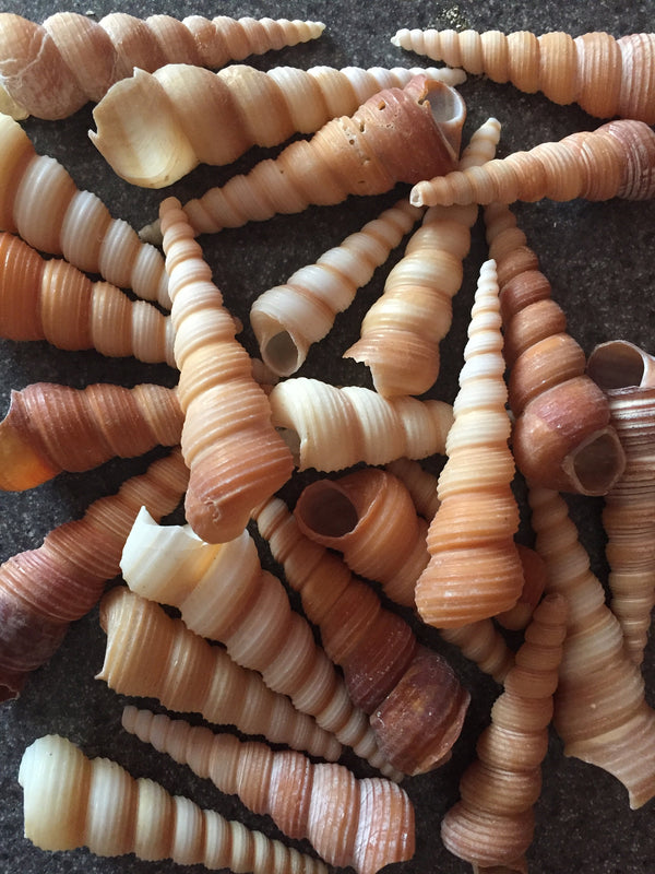 Bulk Medium Turretella Sea Shells for Crafts