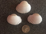 Sea Shells for craft projects Lot of 20 - Beautiful White Arc Shells