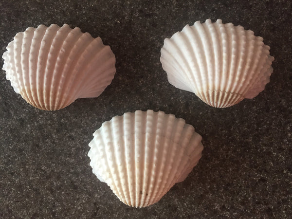 Sea Shells for craft projects Lot of 20 - Beautiful White Arc Shells