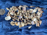 Tiny Sea Shell Mix for Crafts