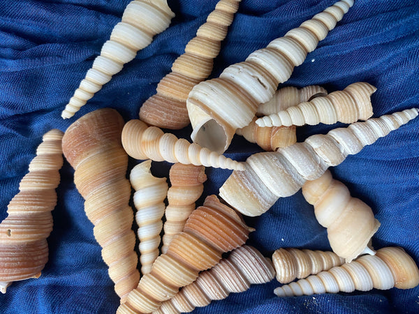 Bulk Small Turretella Sea Shells for Crafts