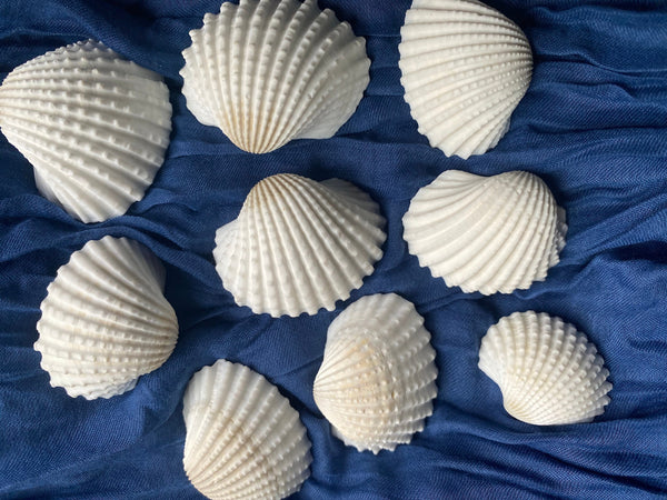 Sea Shells for craft projects Lot of 20 - Beautiful White Arc Shells