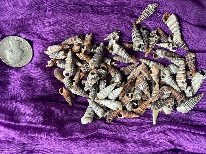 Tiny Rhinoclavis Shells for Crafts