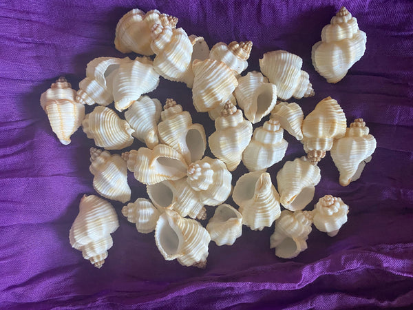 Seashells for craft projects Lot of 20 - Beautiful Cancellaria Shells