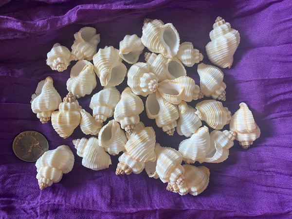 Seashells for craft projects Lot of 20 - Beautiful Cancellaria Shells