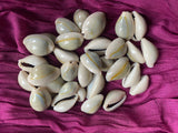 Ringtop Cowrie Sea Shells for craft projects Lot of 20