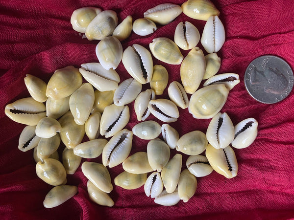 Money Cowrie Sea Shells for craft projects Lot of 20