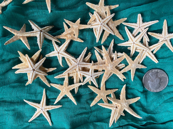 Tiny Dried Starfish for craft projects Lot of 20