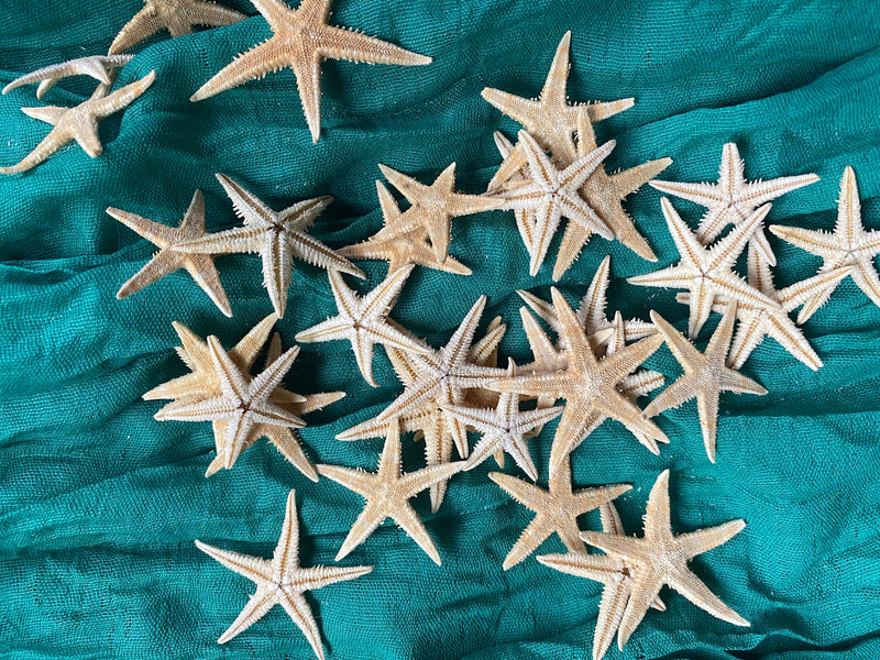 Tiny Dried Starfish for craft projects Lot of 20