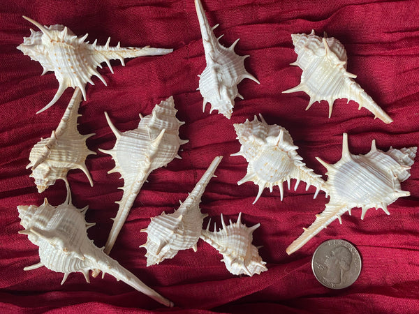 Murex Turnispina Shells for Crafts 2-4 inches each