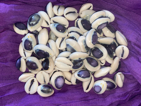 Purple Ringtop Cowrie Sea Shells for craft projects Lot of 10
