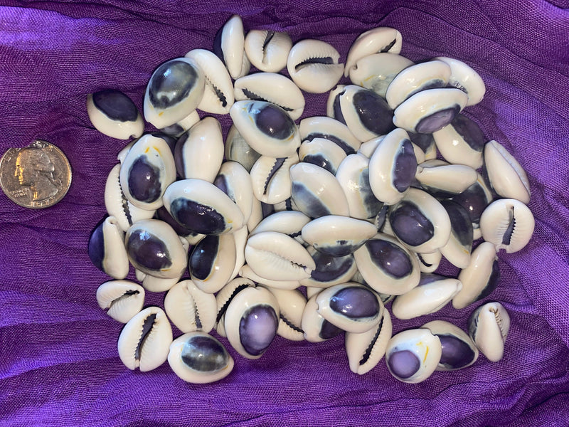 Purple Ringtop Cowrie Sea Shells for craft projects Lot of 10