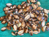 Snakehead Cowrie Sea Shells for craft projects Lot of 10