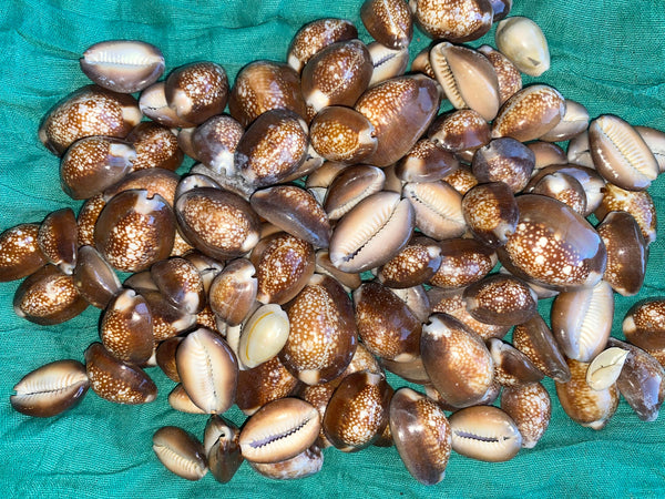Snakehead Cowrie Sea Shells for craft projects Lot of 10
