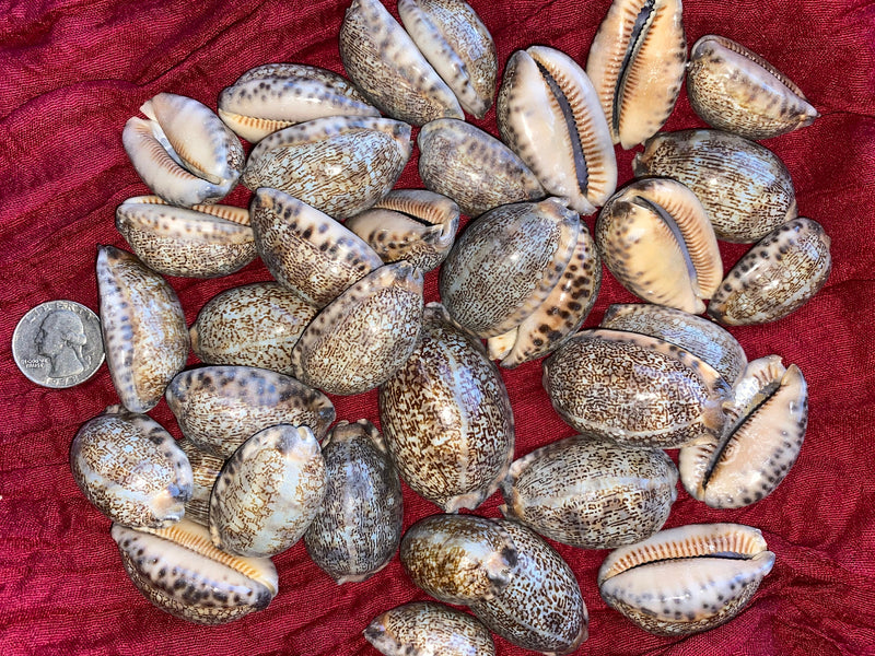 Arabic Cowrie Sea Shells for craft projects Lot of 10