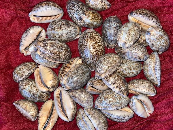 Arabic Cowrie Sea Shells for craft projects Lot of 10