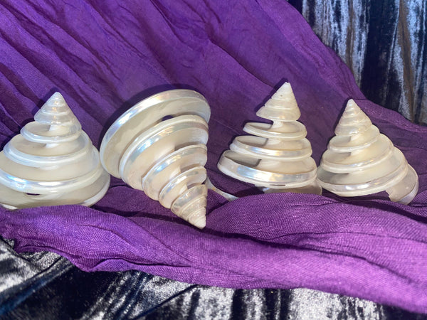 Spiral Cut Silver Troca Shell