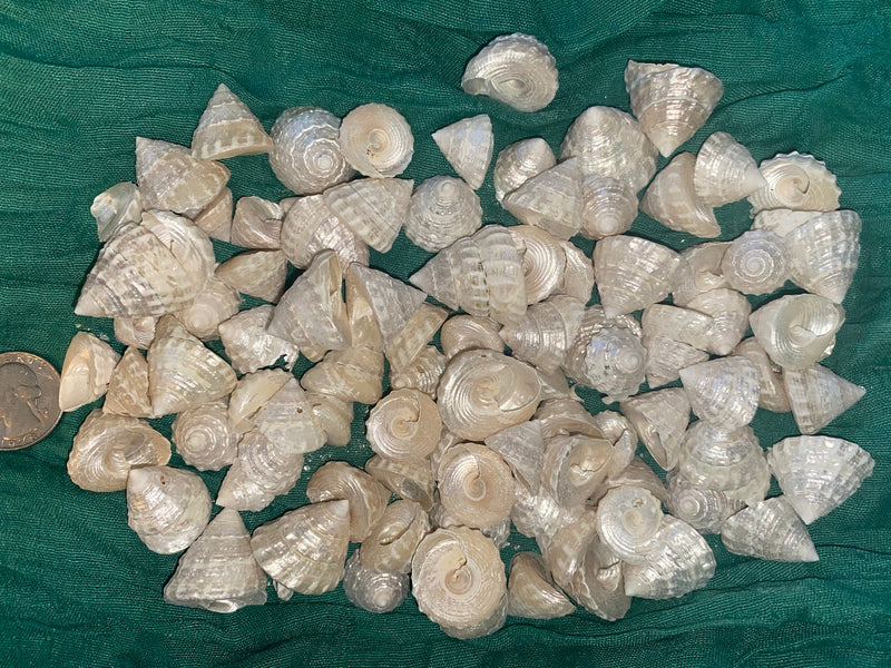 Among Pong Pearl Sea Shells for craft projects Lot of 10