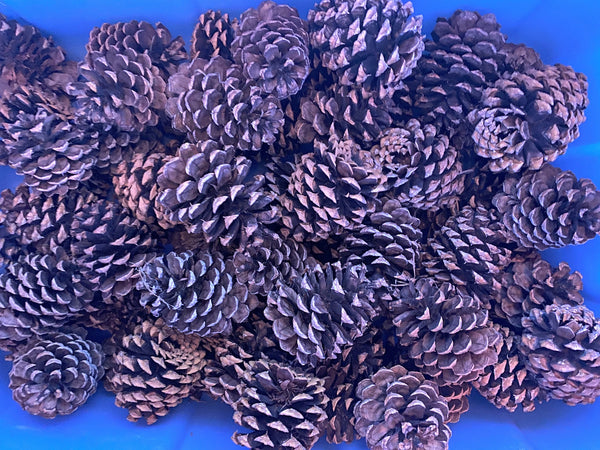 Pine Cones Natural Lot of 20/3-4 Inches each Conifer Pine Colorado Mountains