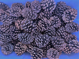 Pine Cones Natural Lot of 20/3-4 Inches each Conifer Pine Colorado Mountains